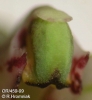 Bulbophyllum antenniferum  (13)
